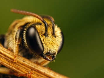 Ученые из Томска научились понимать язык пчел