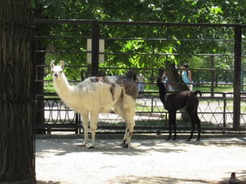 В Николаевском зоопарке детей ламы назвали Ночкой и Ветерком, а самку ослика - Джозефиной