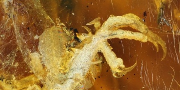 Ученые показали янтарь возрастом 99 миллионов лет с птенцом внутри