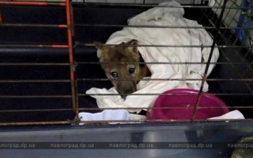 На Павлоградщине волонтеры спасли истощенного волчонка (ФОТО и ВИДЕО)