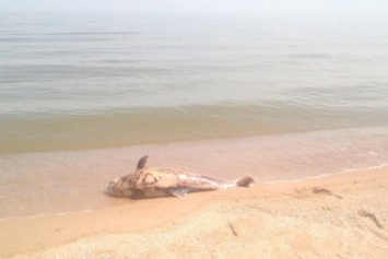 На пляже Мариуполя обнаружен мертвый дельфин (ФОТОФАКТ)