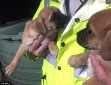 У австралийского заводчика зоозащитники отобрали 98 собак и щенков