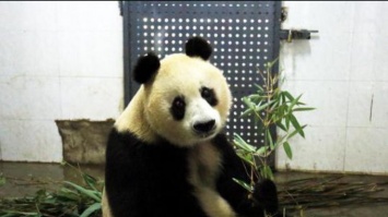 В Китае скончалась панда-долгожительница Сусу