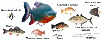 ПАКУ - восемь лет, как один день. О сообществе профессионалов корпоративного управления от его создателя и руководителя Александра Окунева