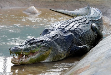 В Китае разгадали загадку древнего крокодила-людоеда