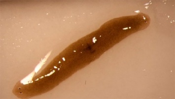 Ученые вывели в космосе двухголового червя-мутанта (ФОТО)