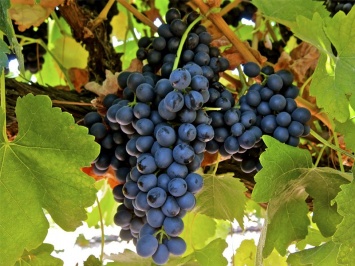 Австралийские ученые смогли создать клон винограда