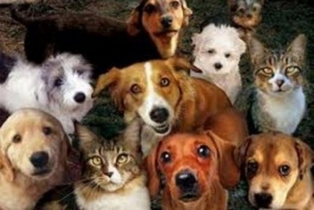 На сессии Криворожского горсовета поддержана петиция о защите бездомных животных