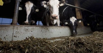 Бизнесмен купил 4 тыс. коров, чтобы в Катаре было молоко