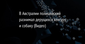 В Австралии полицейский разнимал дерущихся кенгуру и собаку (Видео)