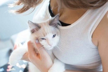Котики и женская грудь - японец создал фотоальбом-успокоительное