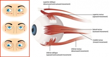 Как естественным образом улучшить зрение с помощью этих 16 упражнений для глаз!
