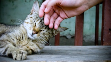 Ученые рассказали, почему кошкам нравится поглаживание по голове
