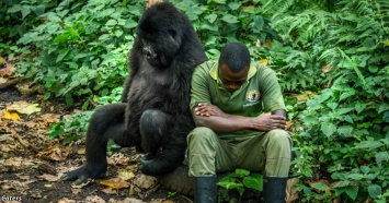 Смотрите, как горилла утешает своего друга - человека в беде!