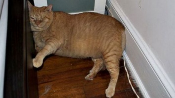 Кошачья «зеркальная болезнь» - в США 16-килограммового кота, который не может вылизать свой живот, заставляют делать зарядку