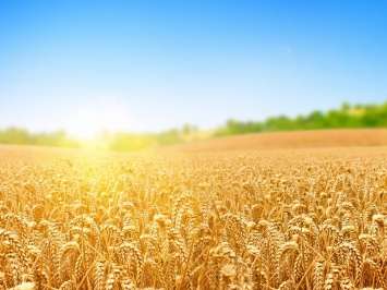 Ученые ФИЦ КНЦ СО РАН нашли устойчивые к засухе виды пшеницы