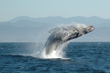 Популяции китов в будущем можно определить по их размеру - Ученые