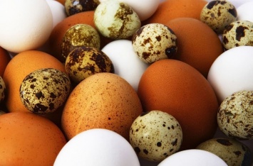 Ученые объяснили, почему у птичьих яиц такая форма (ВИДЕО)