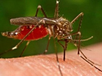 Как снять зуд от комариных укусов
