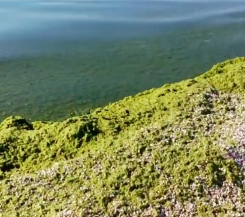 Азовское море на запорожском курорте превратилось в болото