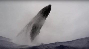 Горбатый кит подкинул рыбакам в лодку рыбу
