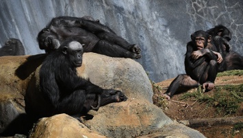 Биологи развеяли миф о магической "супер-силе" шимпанзе