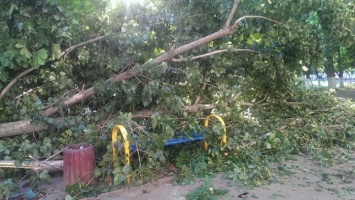 В Одессе от упавшего дерева пострадали сразу два человека