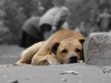 В Кривом Роге насчитали 7 тысяч бездомных собак