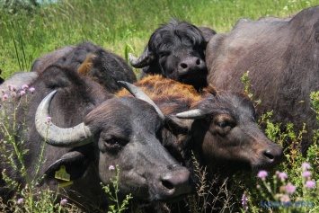 Под Одессой открылся экологический парк с редкими водяными буйволами