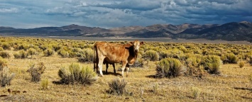 Ученые предлагают модифицировать геном коров из-за глобального потепления