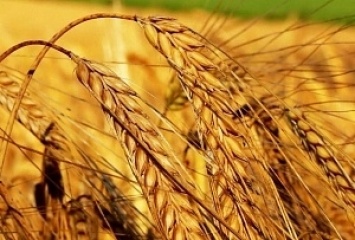 2 млн тонн зерновых ожидают на Херсонщине