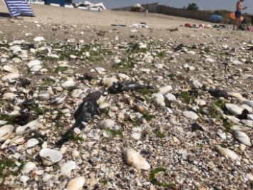 На Азовском море мертвыми бычками усеян берег (видео)