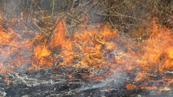 На Луганщине бушевал лесной пожар