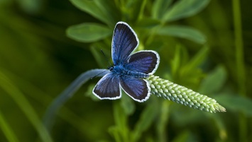 Ученые раскрыли необычную связь между базами США и бабочками