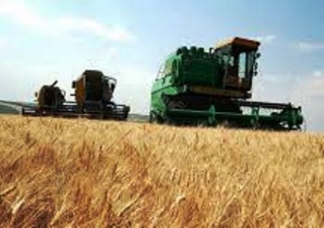 Пшеница в США подорожала до максимума за четыре года