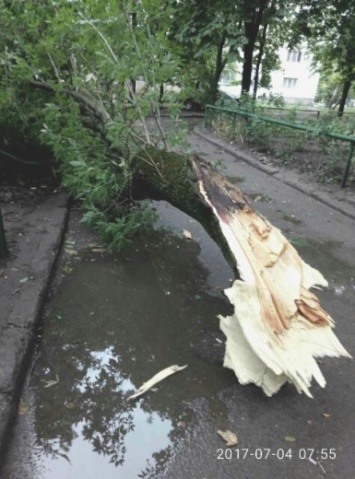 В результате штормового ветра в Одессе повалено 12 деревьев и крупных веток