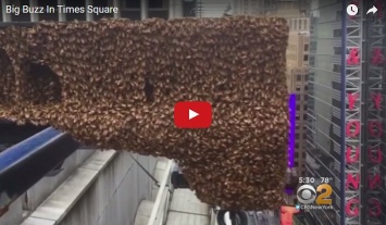 Рой из 30 000 пчел поселился на крыше небоскреба в Нью-Йорке (видео)