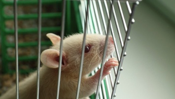 Крысы помогли сибирским ученым сделать новый шаг к регенеративной медицине