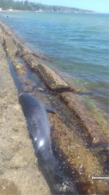 На побережье Керчи обнаружили мертвого дельфиненка