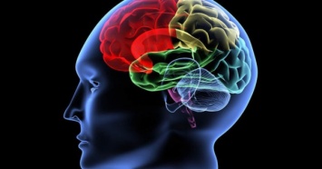 Какие простые доступные продукты реально помогают мозгу быстрей работать и избежать Альцгеймера