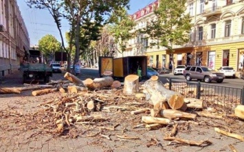 Около ста многолетних платанов погибли в Одессе