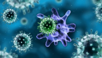 Ученые: иммунитет борется с вирусами при помощи клеток-"камикадзе"
