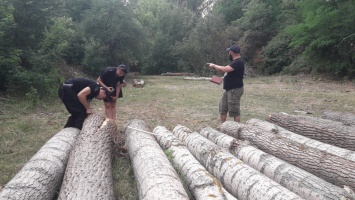 На Первомайщине выясняют, кто незаконно срубил пятиметровые деревья