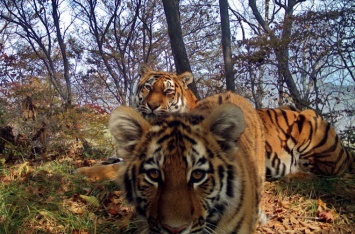 Тигриное семейство на Дальнем Востоке устроило трогательную фотосессию