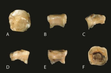 Детский зуб приоткрыл тайны жизни денисовских людей
