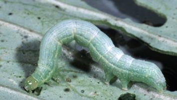 Ученые: растения защищаются от гусениц, превращая их в каннибалов