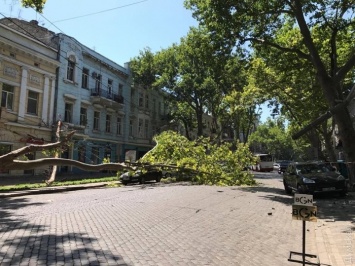 В центре Одессы дерево рухнуло на проезжую часть, обрушив электроопору и задев автомобиль