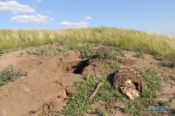 Черные археологи разрыли скифский курган в Одесской области