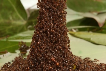 Ученые: муравьи спасают своих раненных собратьев