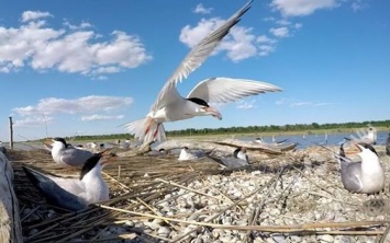 В Тузловских лиманах появились птичьи родильные дома (фото)